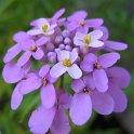 Iberis umbellata
